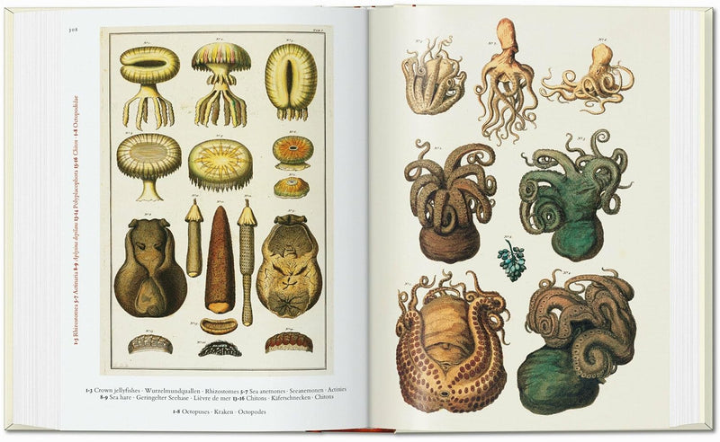 Taschen - Seba. Cabinet of NAvusturyaural Curiosities 40th Edition